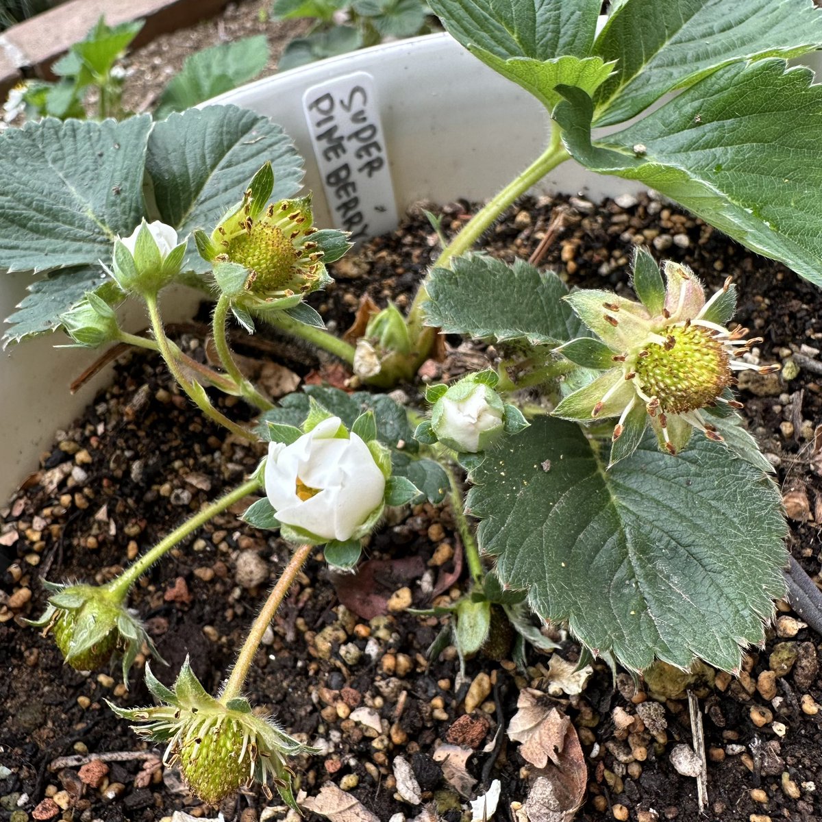 c15succulent's tweet photo. 左 superpineberry
右 bubbleberry
今この品種、流通してるのかな?
#苺
#superpineberry
#bubbleberry https://t.co/AA2tkHuucb