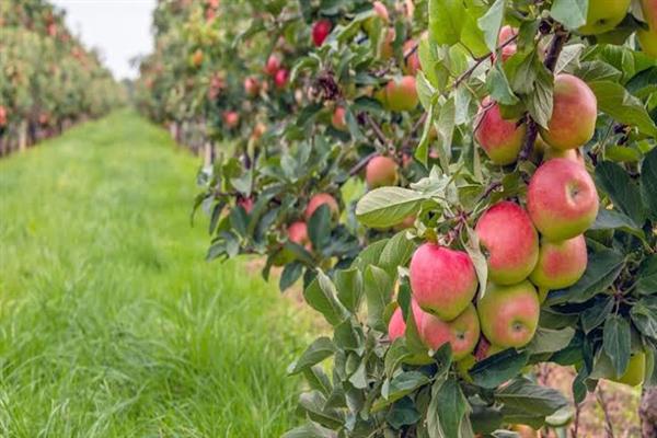 RisingKashmir's tweet image. #Horticulture #Dept #advises #farmers to #follow #spray #schedule 

Reports @SyedaRafiyah

@HortiKashmir

risingkashmir.com/horticulture-d…