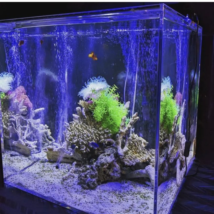 teamuroco's tweet photo. リサイクルアクアリウムセット先行販売開始🐠

好きな世界観で遊べます。提案します

60㌢×60×60の正方形アクリル水槽
レアでお洒落でなかなか出てきません
今回こちら、中身＆水槽台無し。
フルセットで販売価格¥148,000+tax

レンタル＆メンテサブスクセット対応→月額¥29,800/1ヶ月+tax

DMにて😊 https://t.co/maTPXdKADB