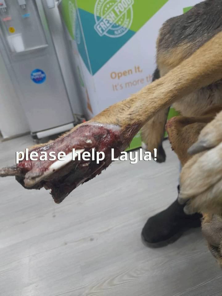 **LAYLA'S OWNER HAS ABANDONED HER IN THIS TERRIBLE STATE- LETS HELP HER PLEASE! ...**
This lovely girl was recently hit by a car which severely injured her leg, but sadly the owner refused to take Layla to the vet for treatment. **Layla was in terrible pain and cried for help,