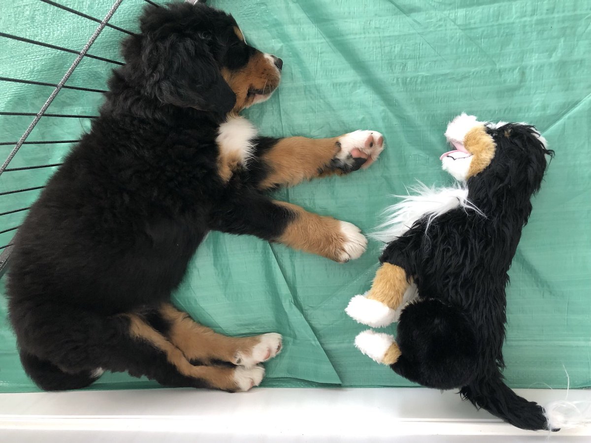 eobortolin's tweet photo. @bunsenbernerbmd Your dreams might be sweeter if you have your #bunsenstuffie  next to you 😉🥰🐾❤️ https://t.co/Wo3TT1WbdC
