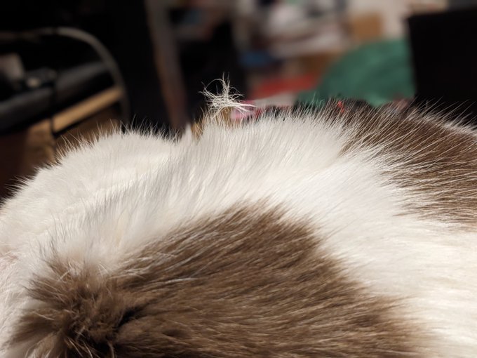 猫の上に猫の素みたいなの乗ってる 