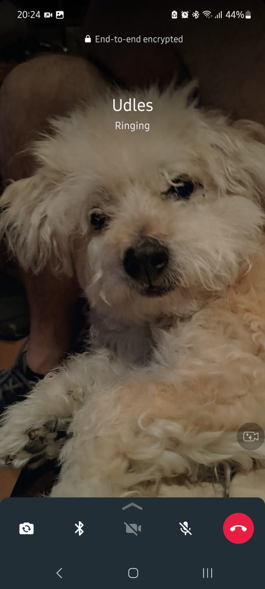 My dog's face when I don't answer immediately 😒 
#Frodo #ForFrodo
#FridayFeeling #dogsoftwitter