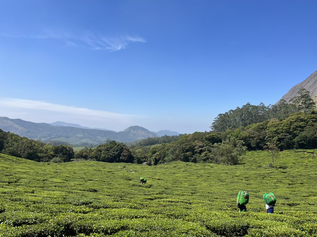 msd_rfo's tweet photo. Tree estate created by clearing natural forests. Certainly a point to think about our strategy of sustainable growth. https://t.co/JmpL2UIFuU