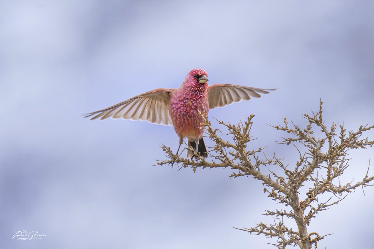 Great Rosefinch (Carpodacus rubicilla)
One of the most beautiful bird of Himalayas.
Spiti, HP
@IndiAves @ThePhotoHour @Avibase @ParveenKaswan @nehaa_sinha