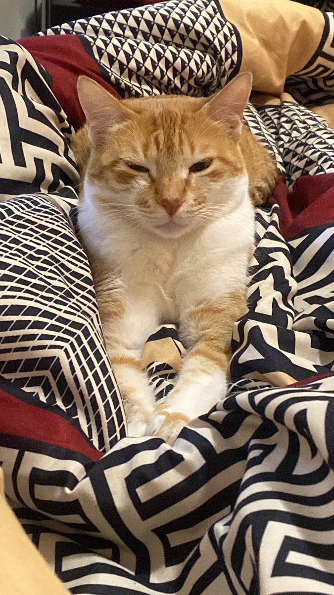 steletro79's tweet photo. @oiesusan @itimaliasof 😻🐈🐈‍⬛😻 https://t.co/V52z1TPW09