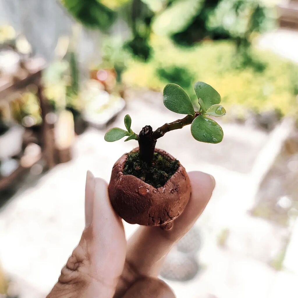 grinkana's tweet photo. Silly sally little lilly mini tiny... 
#succulents #elephantbush #bonsai #mame #indoorplants #urbanplanting #miniplants #littleplants https://t.co/yHDNDumyez
