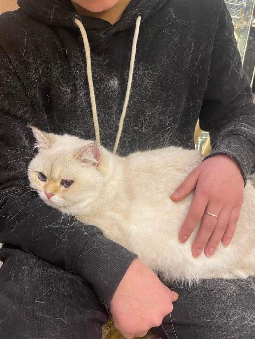 Nobody: Cat owner: