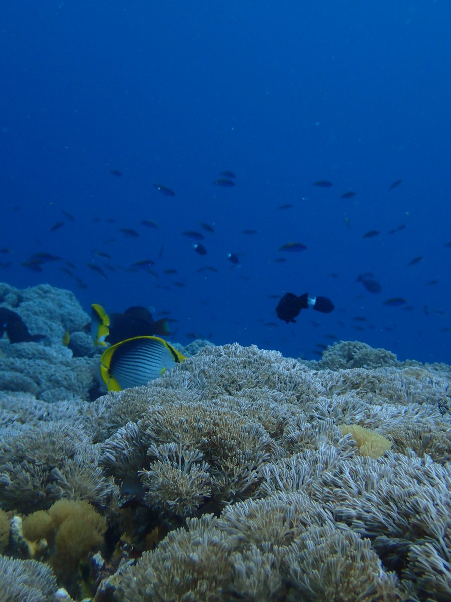 enadive's tweet photo. Congratulation @PADI Advance open water diver for gaining your licence to dive to 30 meters and can explore the under water world with us https://t.co/HnQv5WaDgS #scuba #scubadiving #deepdive #wreckdive #shoredive #fundive https://t.co/fwn9VxRTgP