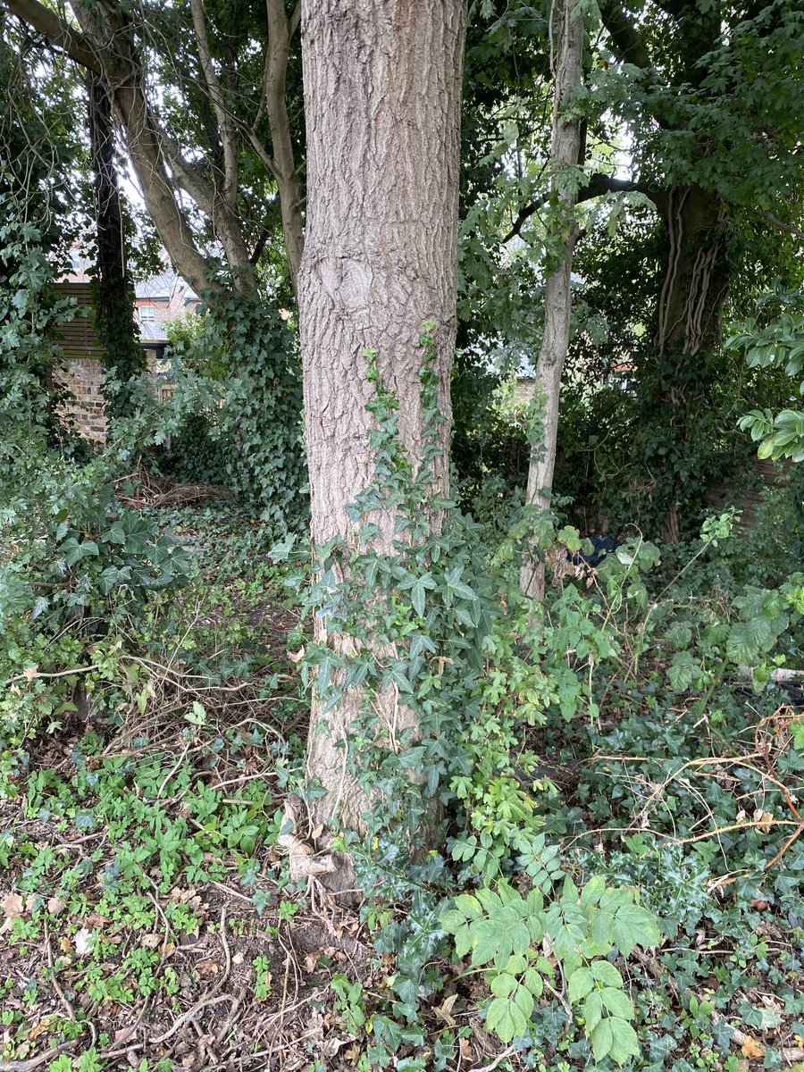 ⁦⁦<a href="/Conservatives/">Conservatives</a>⁩ Brentwood Council intend to chop down these trees. Nobody wants the new development. 
They ignored everybody. #Tories #Trees #Sheffield #Plymouth #TreeFelling