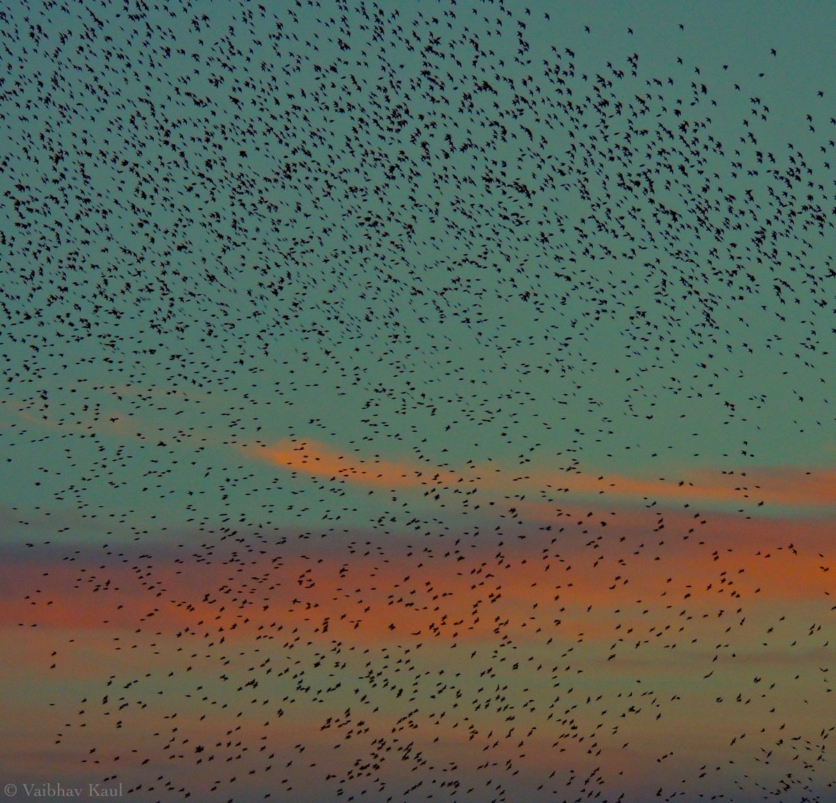 Countless starlings of peace for those who are in pain