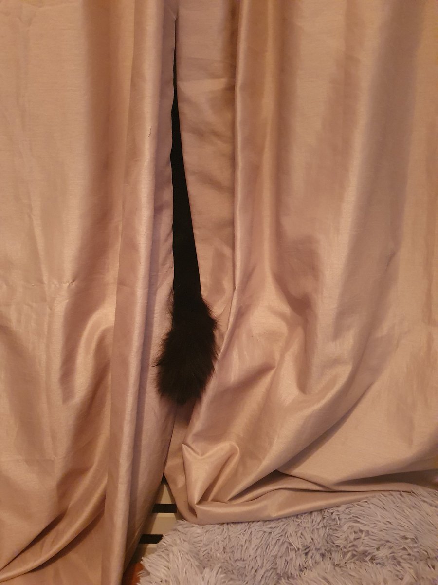 Starsky3Hutchin's tweet image. I'm checking that it's Friday &amp;amp; the weekend is on the horizon. Twitter gang, I'm happy to report I can see the weekend - Yey! Hang on in there 😺 Hugs &amp;amp; Fab-u-lous Purrs - Starsky x
#GingeAndTuxi #FridayVibes #Weekendeve #cats #CatsOfTwitter