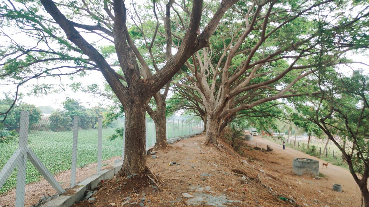 TirupurTalks's tweet photo. வேர்கள் அமைப்பின் தொடர் முயற்சியால் திருப்பூர் மண்ணரை மூளிக்குளத்தின் கரை பகுதிகளை  பலப்படுத்தி சுற்றிலும் பாதுகாப்பு வேலிகள் மாநகராட்சியால் சீரமைப்பு பணிகள் மேற்கொள்ளப்பட்டது.‌ இப்பணியை திருப்பூர் மாநகராட்சி ஆணையாளர் திரு.@pavankumar_gg
 அவர்கள் பார்வையிட்டு ஆய்வு செய்தார் @trsandeep