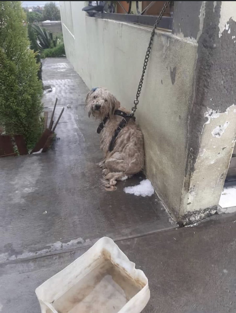 hidra881's tweet photo. Ayudaaaaaaaaa por favor este perrito se la pasa en la calle está amarrado y llueve ,el sol y no le dan de comer todo el tiempo está AMARRADO me ayudan @propaem_sma  para que nos ayude con el folio 1222 muchas gracias RT RT RT https://t.co/2aGgPloSr4