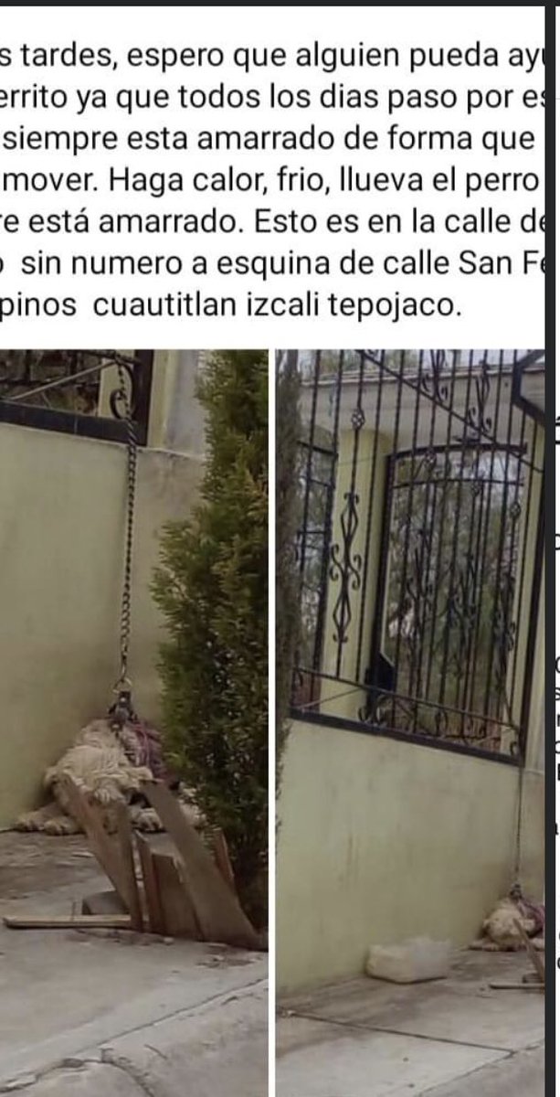 hidra881's tweet photo. Ayudaaaaaaaaa por favor este perrito se la pasa en la calle está amarrado y llueve ,el sol y no le dan de comer todo el tiempo está AMARRADO me ayudan @propaem_sma  para que nos ayude con el folio 1222 muchas gracias RT RT RT https://t.co/2aGgPloSr4