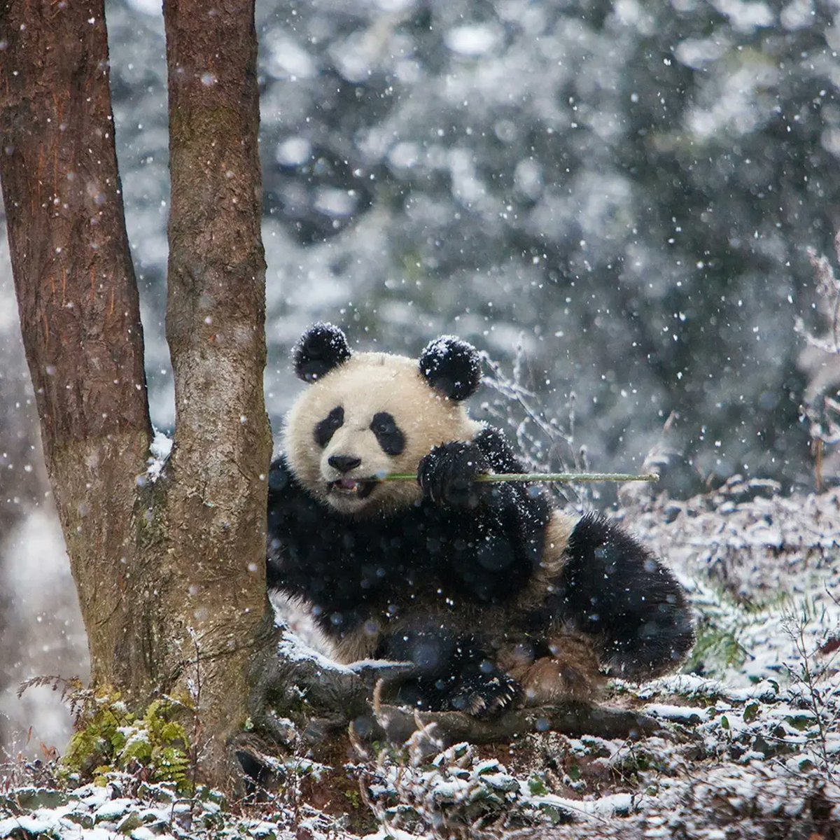 davidlboyle1's tweet image. Nat&apos;l Panda Day&apos;s a perfect time to vote @ superspaces.ai/vote. Search &apos;pandamania&apos; to vote for @PandaMania_NFT. Kinda fun how when I voted, it said &quot;14 days 14 hours 14 minutes&quot; left! ~ Let&apos;s get @pandamania_nft from #4 to #1 #PandaMania #superspaces #savepandas #pandas #nft