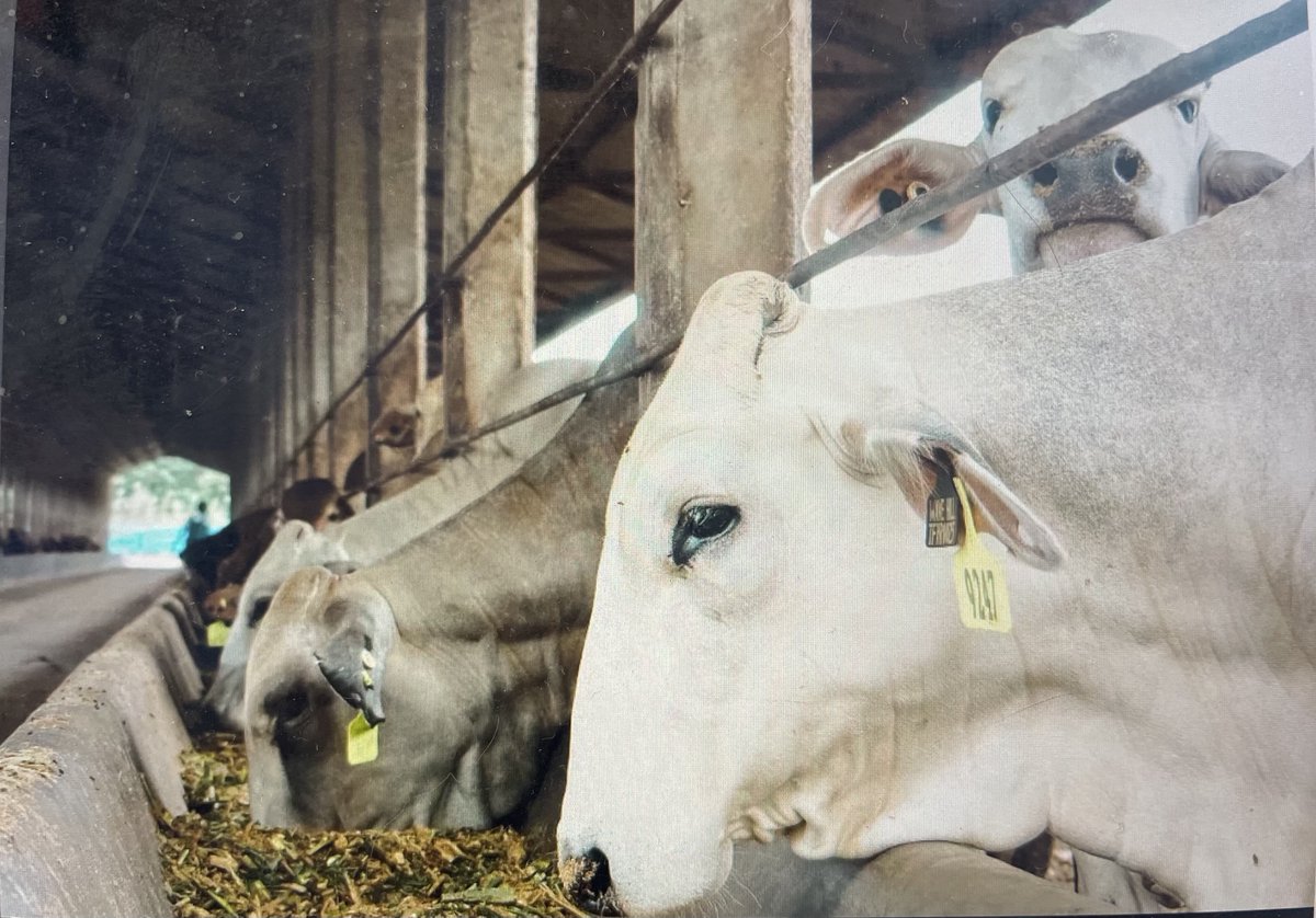 ausvetgroup's tweet photo. A cheeky peek from a happy cow. Our Indonesia #Biosecurity Support Project team have been visiting #feedlots to support their efforts in preventing outbreaks of #FMD &amp; #LSD. Feedlot biosecurity resources; available for free in English &amp; Bahasa https://t.co/zOEkVJ0Dcc
#livestock https://t.co/hXS9HNVClu