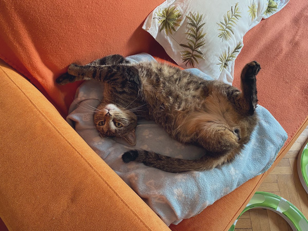 TheMewDiaries's tweet photo. @thekittenwinksy Meow 😽 You are so cute 🥰 Here’s my 3 legged kitty Hero ❣️ Purrs #3leggedcat #CatsofTwittter #3legged #3leggedcatsoftwitter #tabby #cats #fluffy https://t.co/V1I4EtOYsm