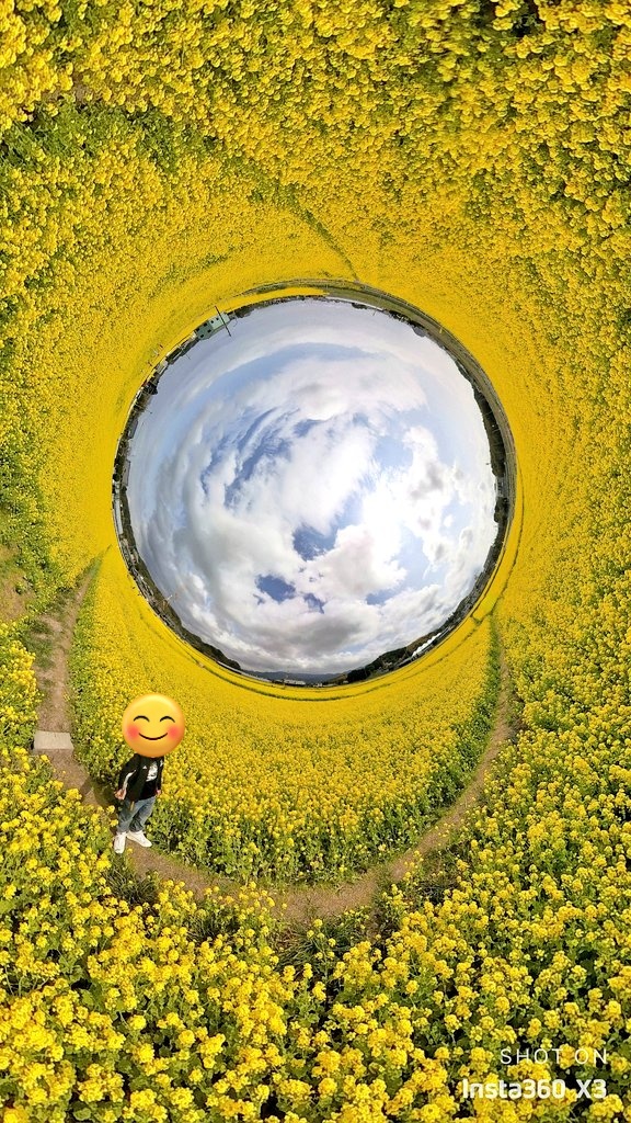 昨日ツイートした菜の花畑
こんなに一面菜の花なんです🎵