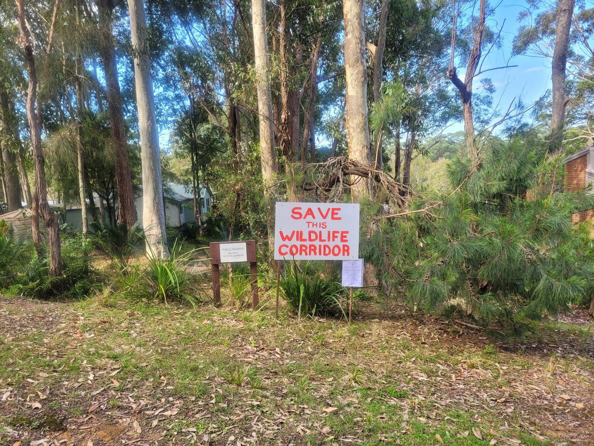 TheFODGroup's tweet photo. The wildlife corridor at South Durras, community land is under threat of being reclassified as operational by Council, to be sold off. It is core habitat for Greater Gliders and Yellow-bellied Gliders. https://t.co/cQpTF6PTe8