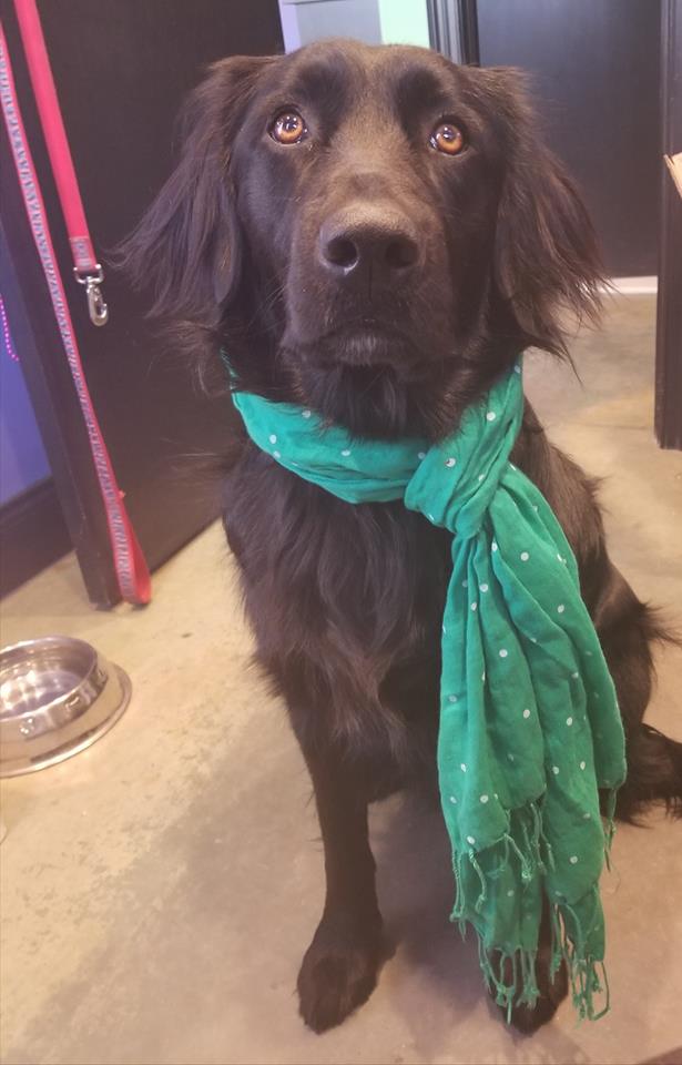 brinnglassinc's tweet photo. Ellie Brinn here with a reminder to wear green today so you don't get pinched. Happy St. Patrick's Day. #shopdogsrule #worksfortreats https://t.co/P1ZaJAlJk9