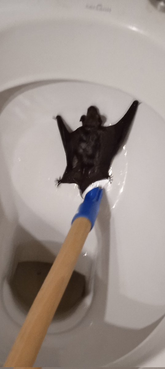 yannisblase's tweet photo. @MarcinTorz Obecność szczura w kiblu jeszcze jakoś rozumiem ale jakim cudem w moim wylądował nietoperz XD https://t.co/3rZnZu3dxZ