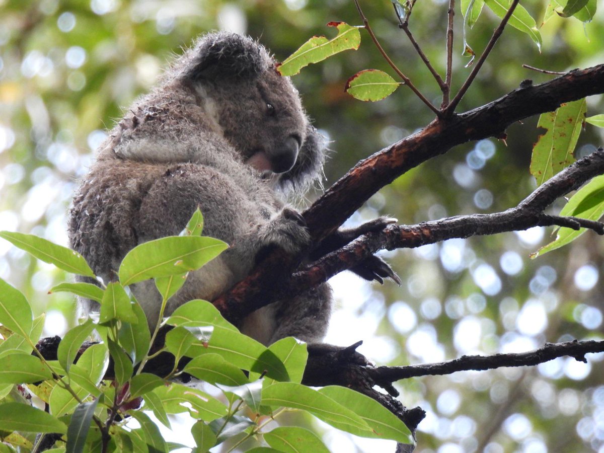DID YOU KNOW? Koala fur is amazingly thick and helps to insulate them from rain and cold and also solar radiation. Sadly, koalas used to be hunted for this amazing fur, but thankfully that industry was shut down in 1927.