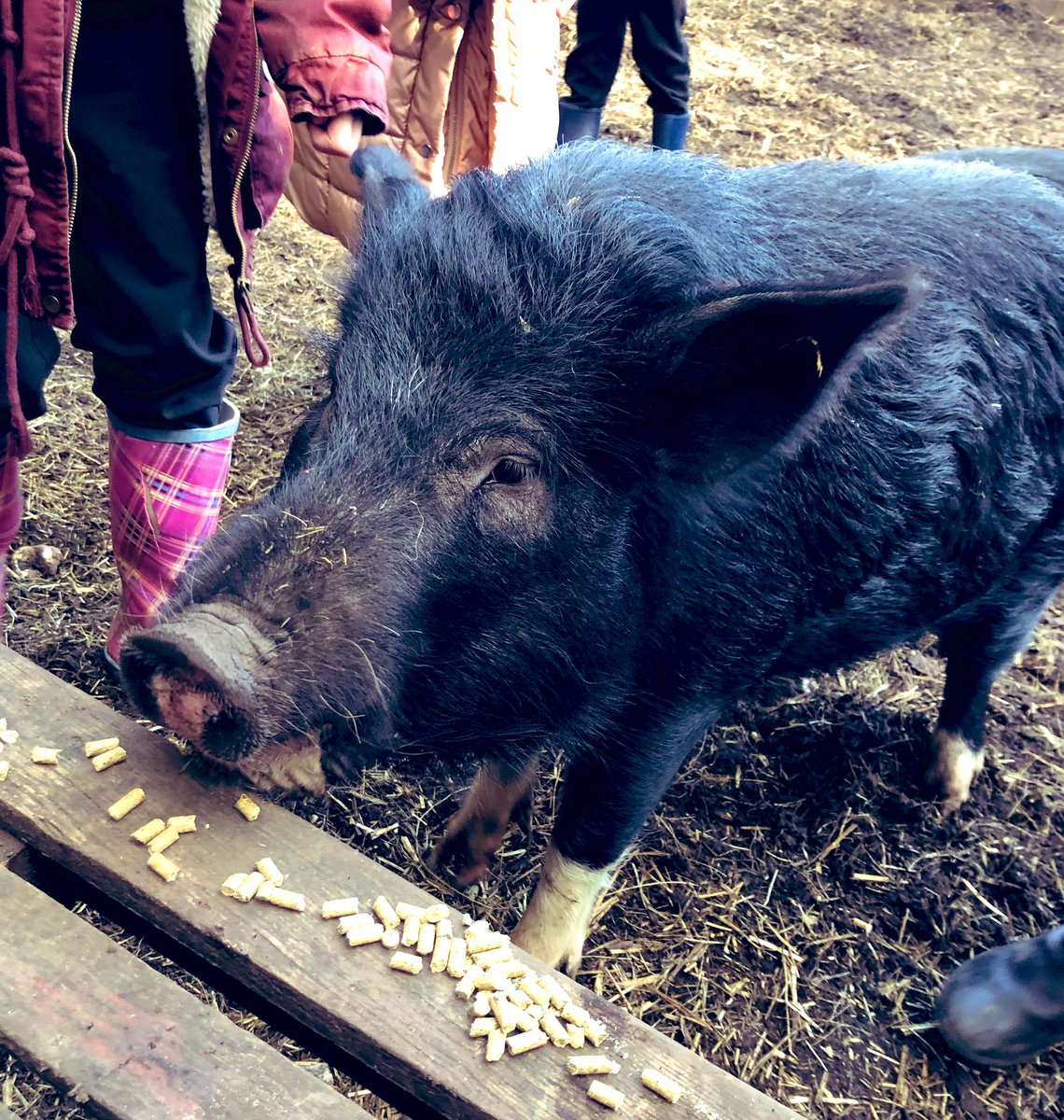 The Waterside Pigs tweet media