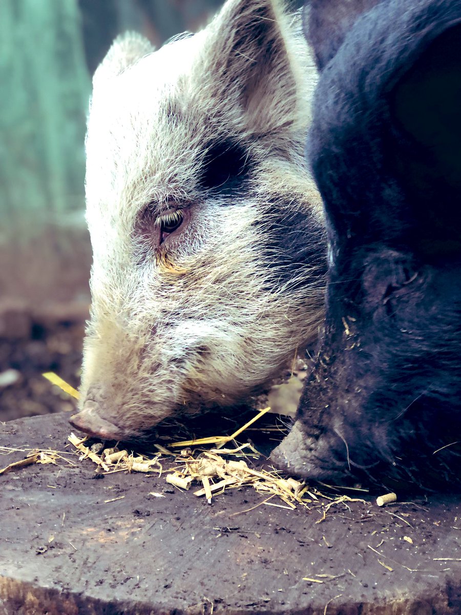 The Waterside Pigs tweet media