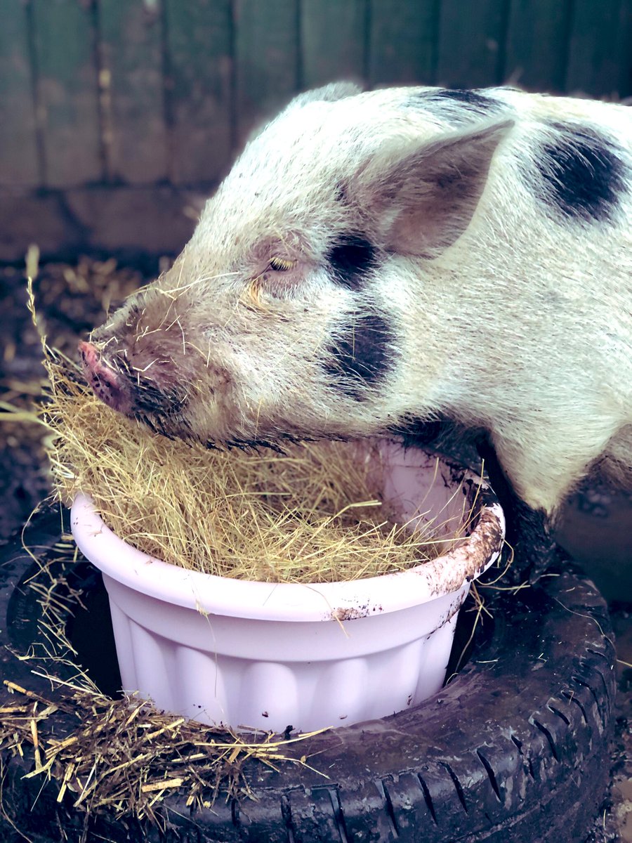 The Waterside Pigs tweet media