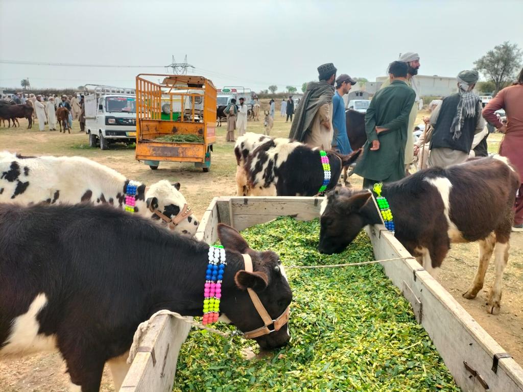 Pcmmdc's tweet image. پنجاب کیٹل مارکیٹ مینجمنٹ اینڈ ڈویلپمنٹ کمپنی کے زیر انتظام راولپنڈی ڈویژن کی  تلہ گنگ اور ڈومیل مویشی منڈیاں بروز جمعہ کو لگائی جاتی ہیں۔ پنجاب کیٹل مارکیٹ کا آپریشنل اسٹاف مویشی منڈیوں میں انسانوں اور جانوروں کے لیے پینے کا صاف پانی، 1/2 #lgcd #GovtofPunjabpk