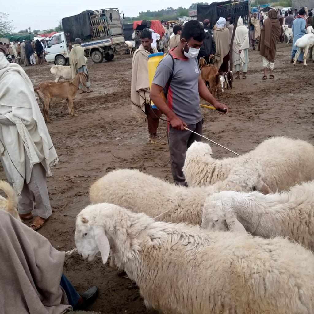 Pcmmdc's tweet image. پنجاب کیٹل مارکیٹ مینجمنٹ اینڈ ڈویلپمنٹ کمپنی کے زیر انتظام راولپنڈی ڈویژن کی  تلہ گنگ اور ڈومیل مویشی منڈیاں بروز جمعہ کو لگائی جاتی ہیں۔ پنجاب کیٹل مارکیٹ کا آپریشنل اسٹاف مویشی منڈیوں میں انسانوں اور جانوروں کے لیے پینے کا صاف پانی، 1/2 #lgcd #GovtofPunjabpk