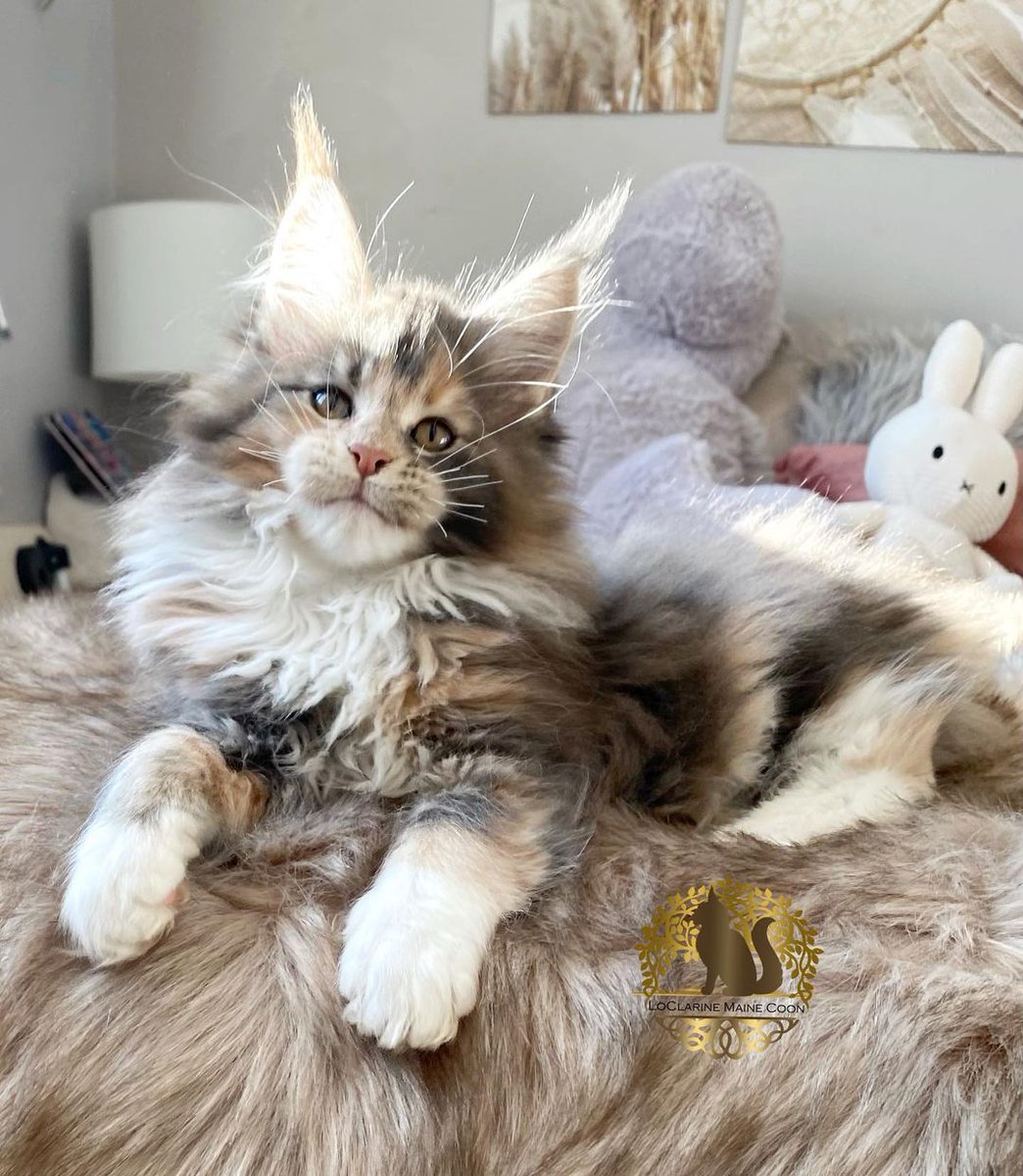 coolmainecoon1's tweet photo. RT
💙💛   Tara des Bos Zamours   💛💙, blue tortie ticked tabby and white

A big thank you to my friend Audrey for entrusting me with this wonderful princess 💝💞💘 https://t.co/wBcMI3DuXY