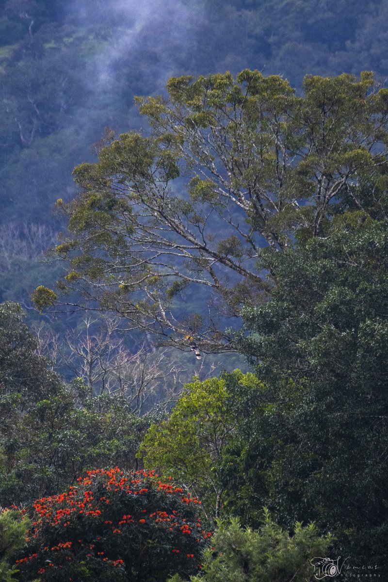 #NFTCommunity #NFTFam #NFTfamily #NFTartwork #nftarti̇st #HORNBILL #AMAZINGBIRDS #YELLOW #Tropical #forest