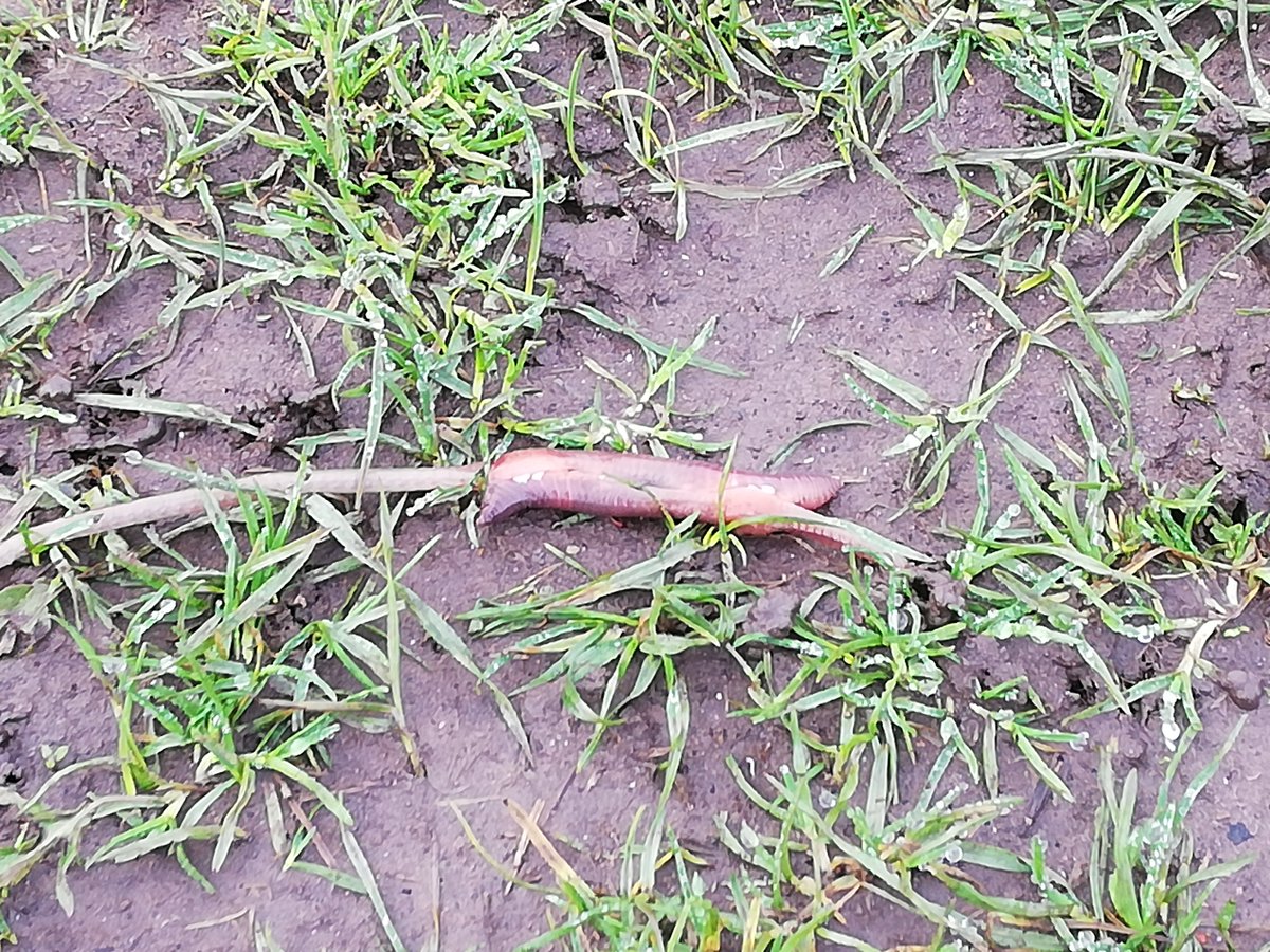 This was a new sight for me. Conditions must have been perfect for these worms early one morning last week. They were everywhere in one particular field..🪱