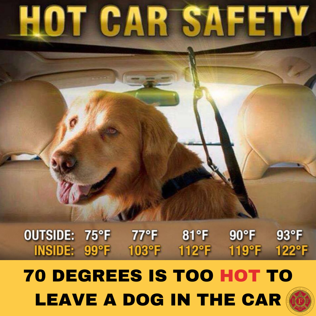 Safety comes first when in the Florida heat!
#local4321 #localunion #firefighters #firstresponders #southflorida #florida #browardcounty #safety #safetyfirst #safetytips #heatstroke #carsafety