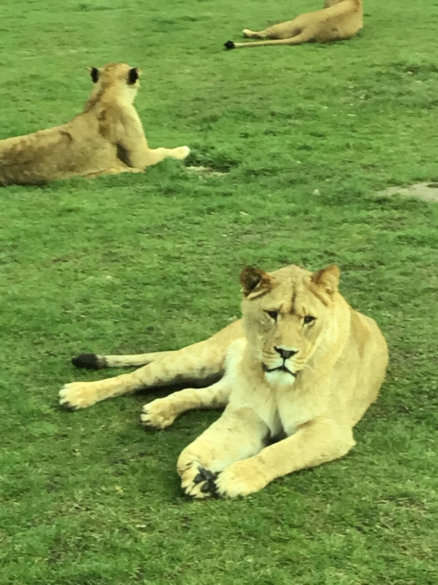CSGSchool's tweet photo. Year 2 had an amazing day at @Woburn_Safari seeing the African animals they’ve been studying up close #africa #schooltrip https://t.co/guP99yXigI
