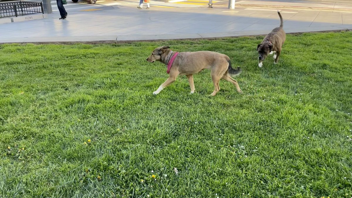 markestrella's tweet photo. @SFACC, running around by itself at City Hall (Van Ness) around 8:00a today. No owner around. Looked to owned by a homeless person (then abandoned?). https://t.co/fz4uwo7FOl