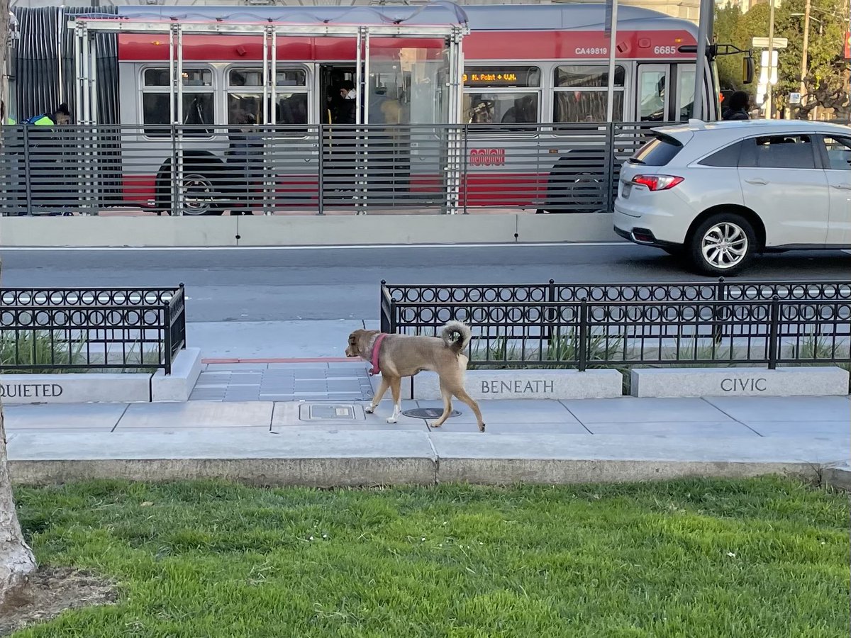 markestrella's tweet photo. @SFACC, running around by itself at City Hall (Van Ness) around 8:00a today. No owner around. Looked to owned by a homeless person (then abandoned?). https://t.co/fz4uwo7FOl