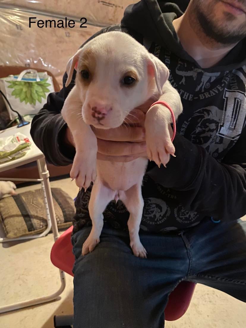 Niagara Dog Rescue tweet media