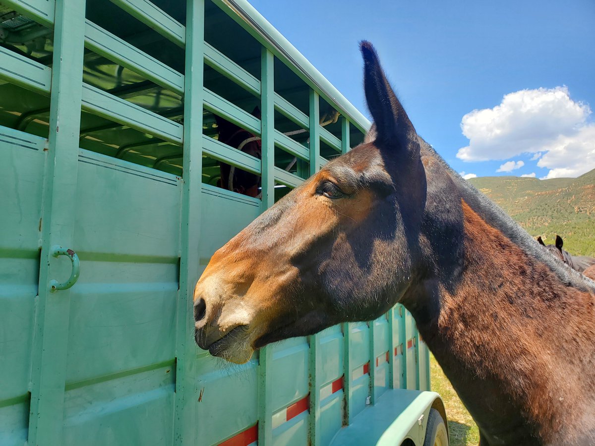 GMUG_NF's tweet photo. As part of our stock program highlight series, we are excited to introduce you to the new furry faces of the #GMUG stock program.
Meet CJ!
You can learn about his story here: https://t.co/GfntHew46o.
#Horsemanship #wildernessmanagement #rangemanagement https://t.co/VYVx6prpMq