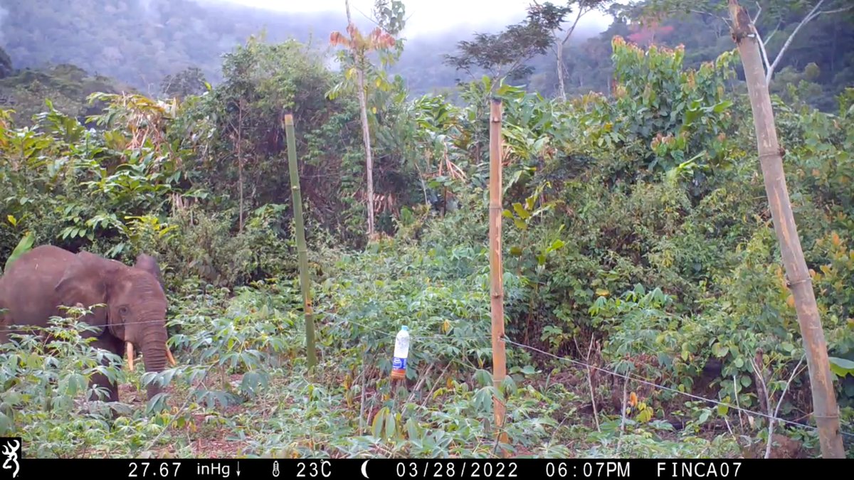 ElephantCrisis's tweet photo. Alternatives to lethal control of crop-foraging forest elephants have been trialed in Equatorial Guinea by ECF grantee @wild_place. Our renewal of funding will allow the work around Monte Alén National Park to continue and expand.

📸 Bristol Zoological Society https://t.co/YE9X3et9Vf