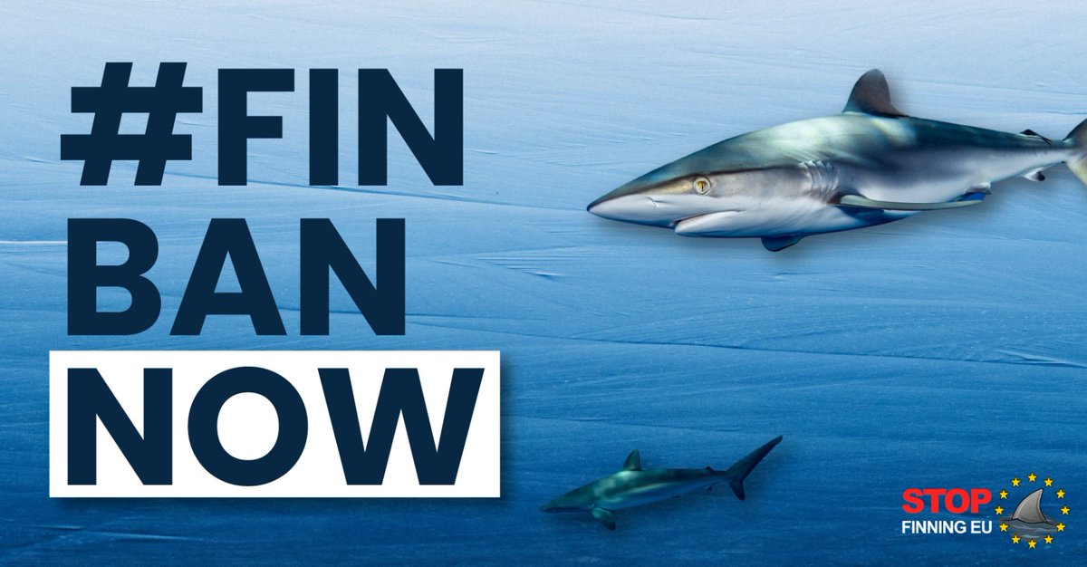 Tomorrow is a BIG DAY for #sharks: It’s time for @EU_Commission & @EUparliament to take the demand of more than 1,1 Million EU Citizens seriously: Say NO to the #shark fin trade in Europe! 🦈🇪🇺#FinBanNow #StopFinningEU