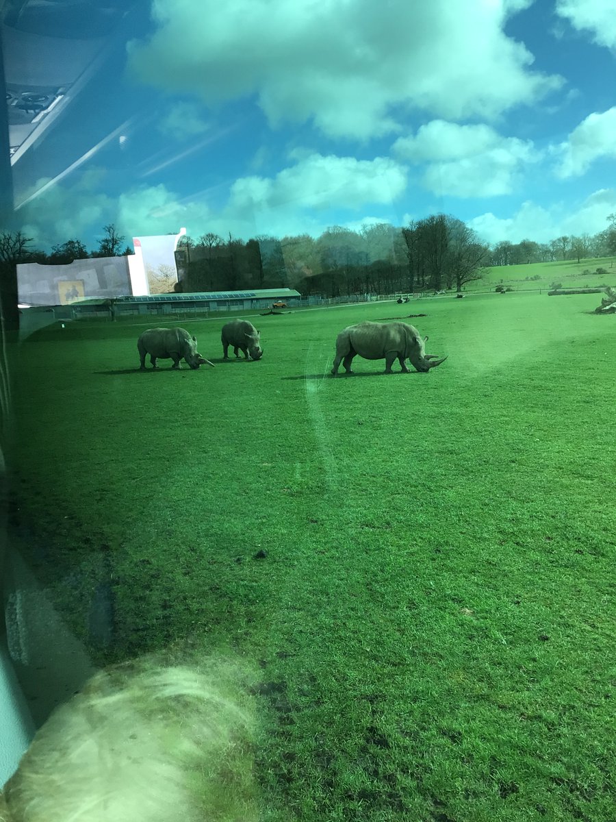 CSGSchool's tweet photo. Year 2 had an amazing day at @Woburn_Safari seeing the African animals they’ve been studying up close #africa #schooltrip https://t.co/guP99yXigI