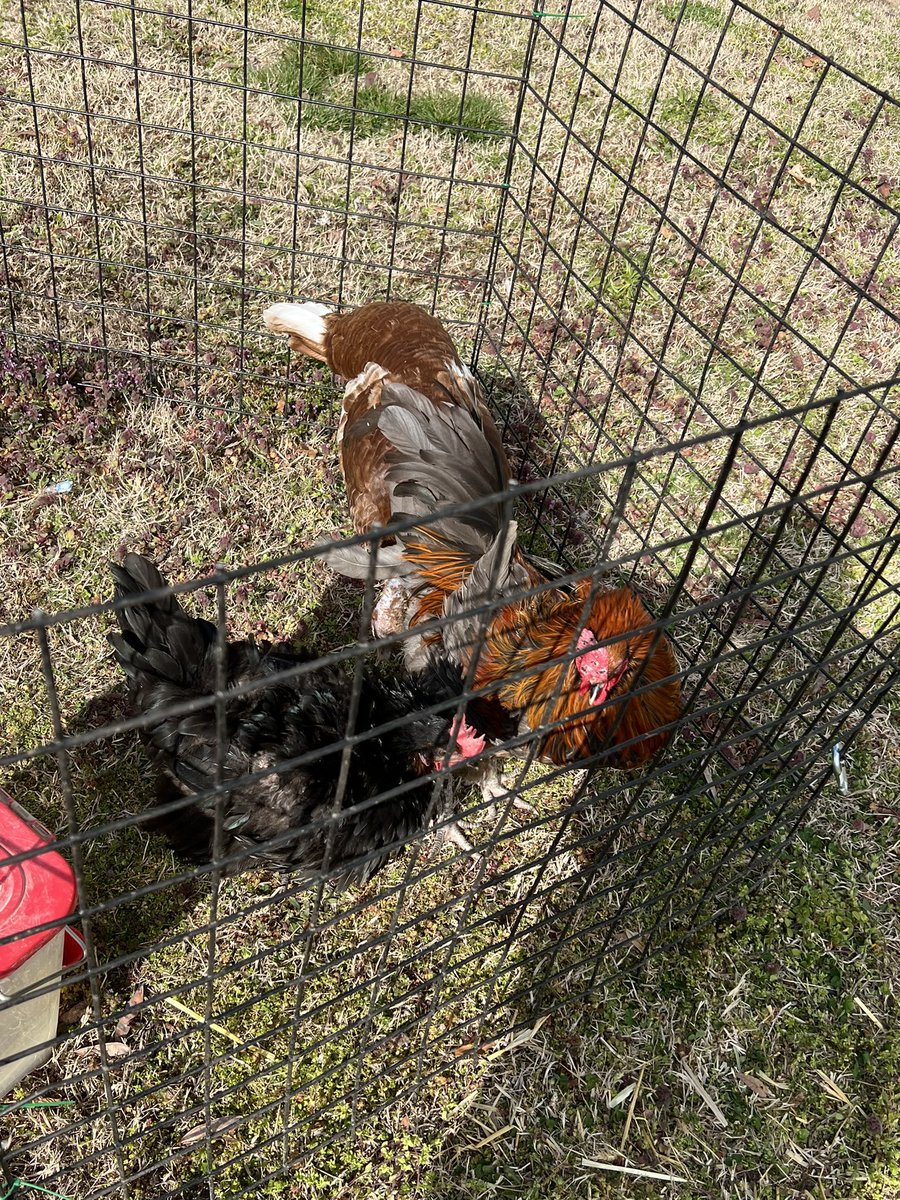 WilliamPacaElem's tweet photo. When you can’t go to meet animals, they’ll bring the animals to you! Thanks for the visit Great Kids Farms! #pacapride #alwayslearning @SonjaSantelises @John_L_Davis_Jr @HardyOlia @BaltCitySchools https://t.co/tuRgrX6YSD