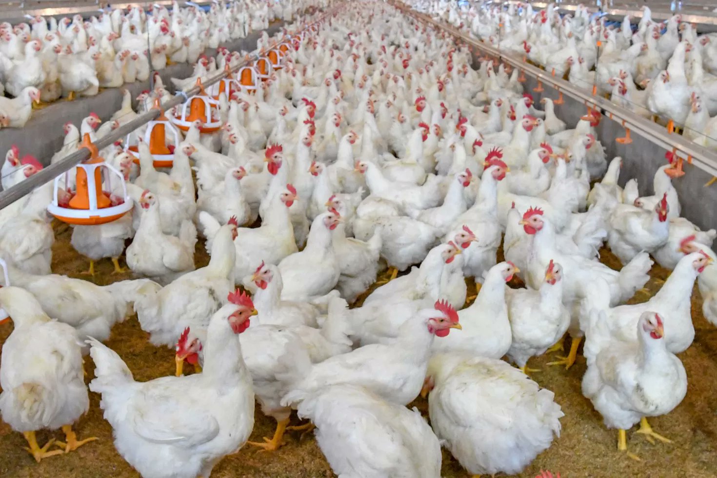 ডেঙ্গুর ঝুঁকিতে বিশ্বের অর্ধেক মানুষ