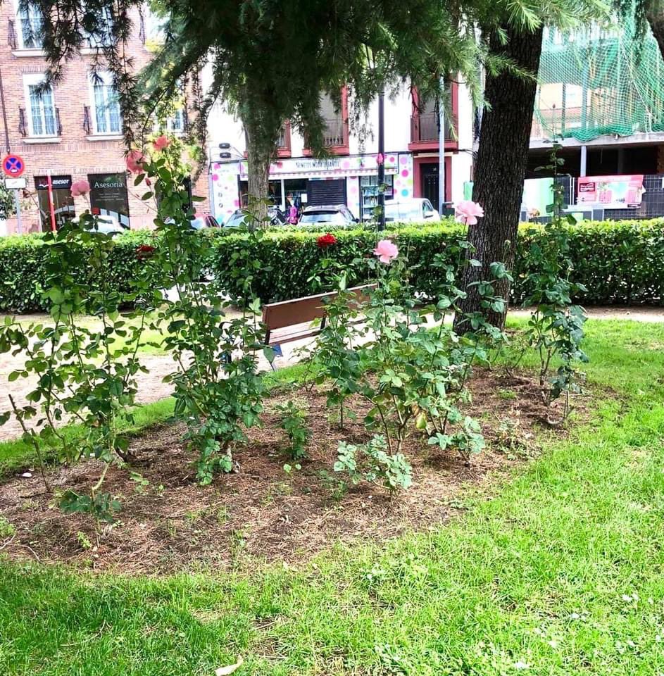 SFH_PSOE's tweet photo. 🟩 Una ciudad +verde. Nuestras actuaciones:

- Plantamos + 1.000 árboles en calles, jardines, parques y colegios públicos.

- Mejoramos las labores de mantenimiento y saneamiento en todo municipio.

- Recuperamos nuevas las zonas verdes. 

Seguimos💪🏻

#ElGobiernoDeLaGente https://t.co/n0cLQ5zf6e