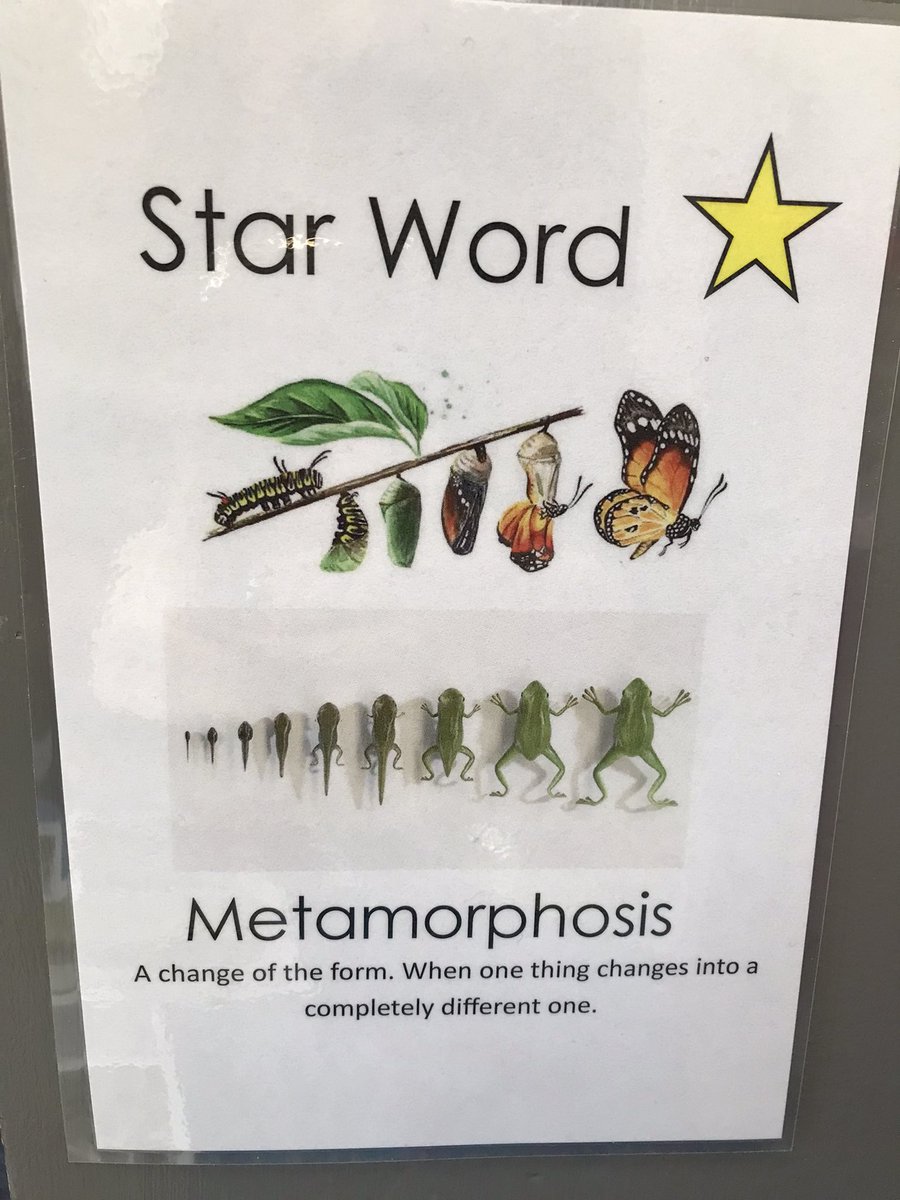 Shannasmith29's tweet photo. Tadpoles pending…….. 🐸 @AASSheffPrimary https://t.co/F7EibVE7LH