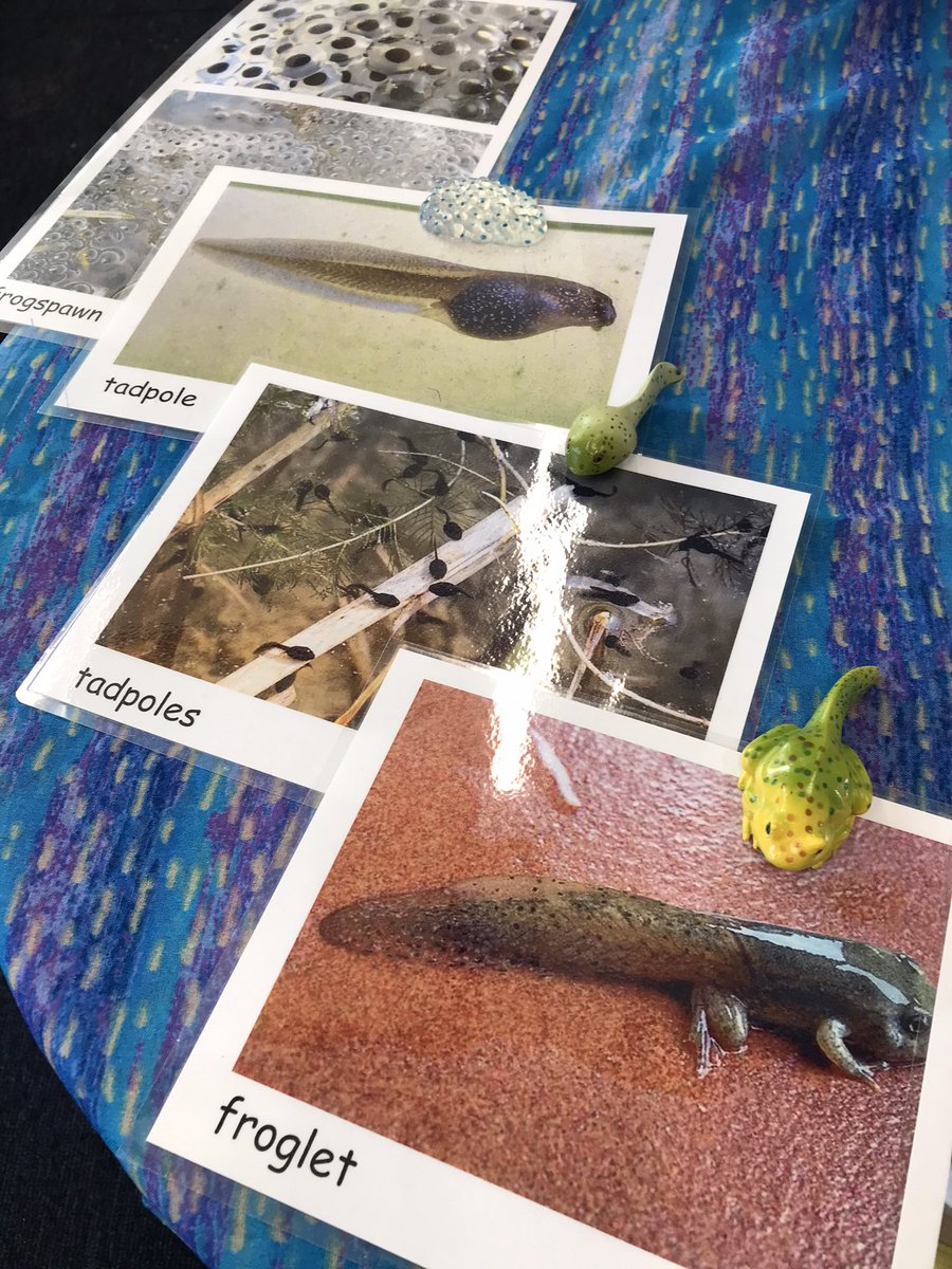 Shannasmith29's tweet photo. Tadpoles pending…….. 🐸 @AASSheffPrimary https://t.co/F7EibVE7LH