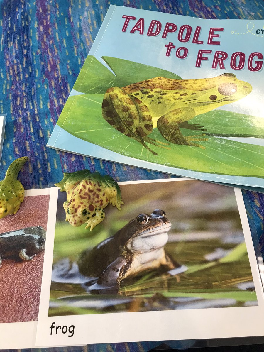 Shannasmith29's tweet photo. Tadpoles pending…….. 🐸 @AASSheffPrimary https://t.co/F7EibVE7LH